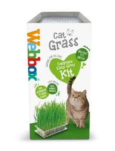 عشب قطط في دمشق