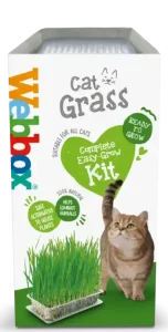 عشب قطط في دمشق