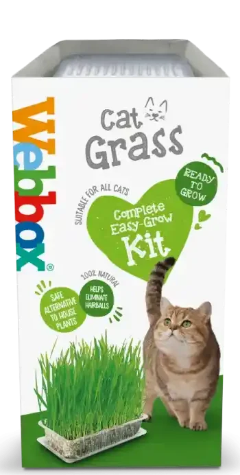 عشب قطط في دمشق