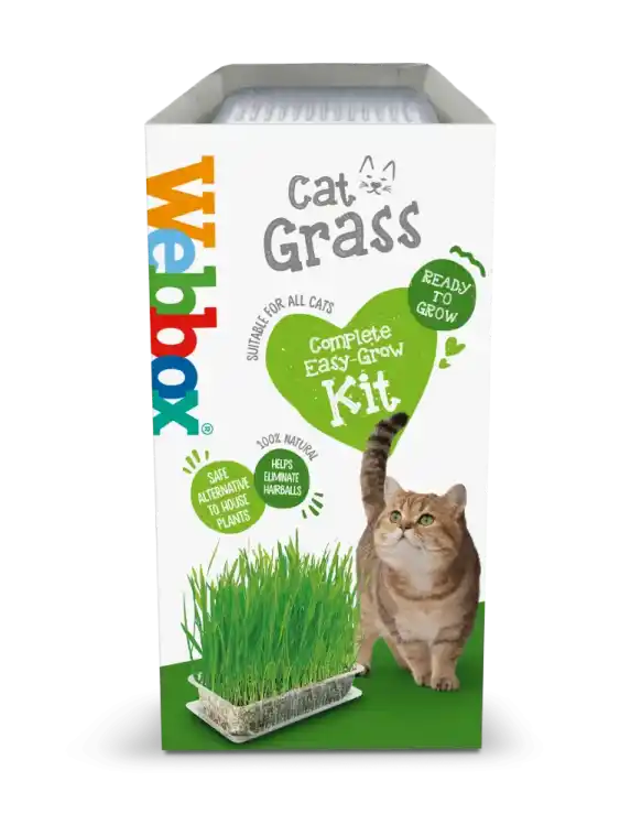 عشب قطط في دمشق