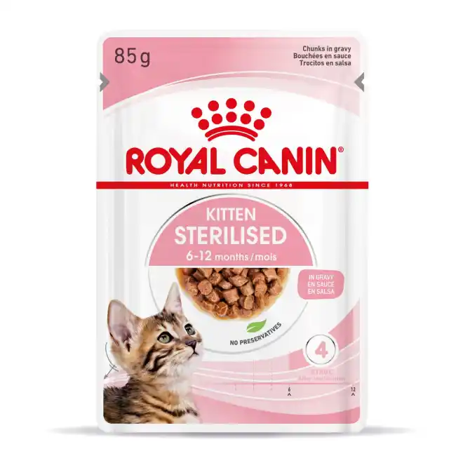 royal kitten sterilized in