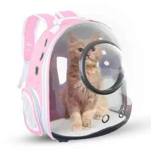 شنتة ظهر للقطط في دمشق