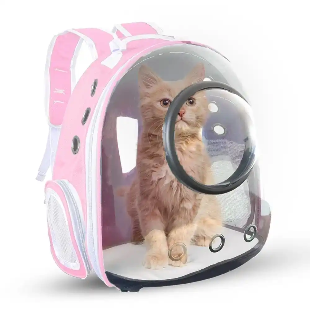 شنتة ظهر للقطط في دمشق