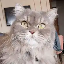 شهادة زبونتنا جودي أم غراي من المزة