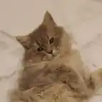 شهادة زبوننا وليد, أبو ليلي , من المزة الشرقية