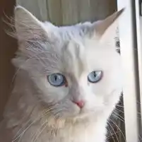 شهادة زبوننا كرم أبو لوز من السبع بحرات