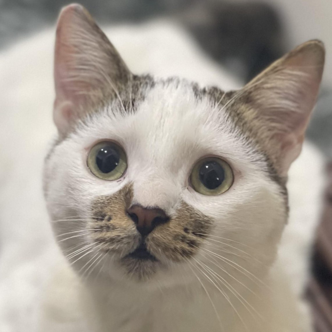 شهادة الأستاذ عمر أبو اوريو من الجسر الأبيض