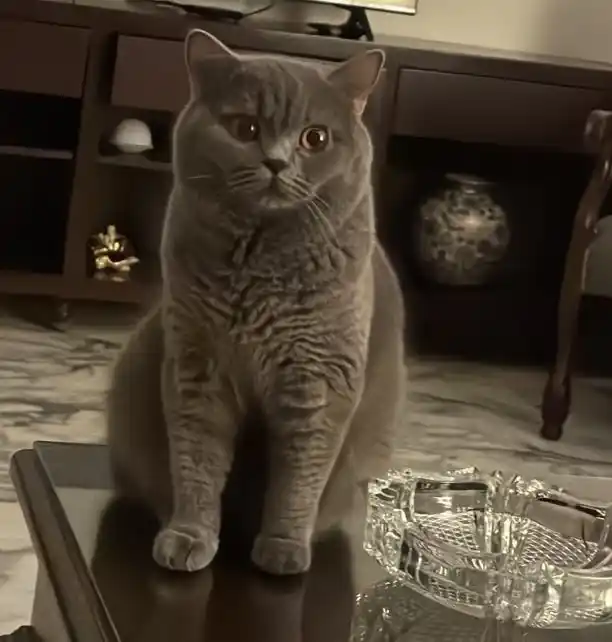 شهادة مدام لورا بجودة خدمة متجر كوكي من المالكي